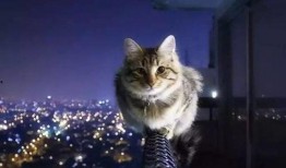 娱乐吃瓜猫捉鸟百度云,猫捉鸟事件全网热议，百度云揭秘幕后真相